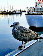 Hausboot Smaragd Heiligenhafen - Top-Hundeurlaub