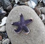 Hausboot Smaragd Heiligenhafen - Top-Hundeurlaub