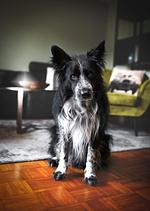 Ferienwohnung Haus Grün - Top-Hundeurlaub