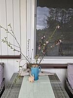 Waldhaus Emmi - Top-Hundeurlaub