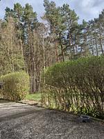 Waldhaus Emmi - Top-Hundeurlaub