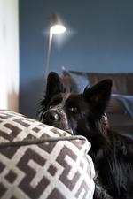 Ferienhaus Taubenhof - Top-Hundeurlaub