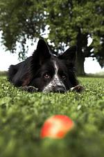 Ferienhaus Taubenhof - Top-Hundeurlaub