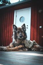 (52) 2 Ferienhäuser am See Flaken in einem Paket - Top-Hundeurlaub