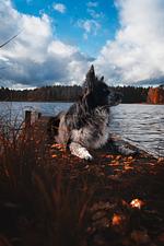 (15) Kristallvilla am See mit Zaun in Schweden - 2 Häuser in einem Paket - Top-Hundeurlaub
