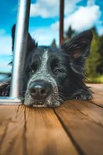 (31) Ferienhaus am See mit eingezäuntem Grundstück und Boot  - Top-Hundeurlaub