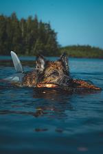 (31) Ferienhaus am See mit eingezäuntem Grundstück und Boot  - Top-Hundeurlaub