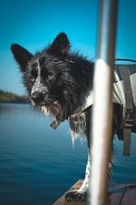 (31) Ferienhaus am See mit eingezäuntem Grundstück und Boot  - Top-Hundeurlaub