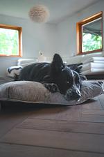 (31) Ferienhaus am See mit eingezäuntem Grundstück und Boot  - Top-Hundeurlaub