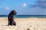 Hunde sind bei uns willkommen - Strandquartier L. A. - Top-Hundeurlaub