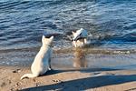 Bellaire - Top-Hundeurlaub