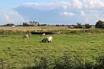 Broderswarft - Top-Hundeurlaub