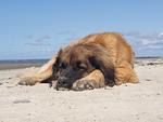 Franka - Top-Hundeurlaub