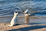 Klabautermann - Top-Hundeurlaub