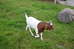 Mette - Top-Hundeurlaub