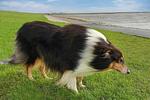 Kleines Paradies - Top-Hundeurlaub