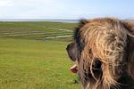 Kleines Paradies - Top-Hundeurlaub