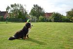 Deichpfote - Top-Hundeurlaub
