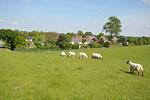 Deichpfote - Top-Hundeurlaub