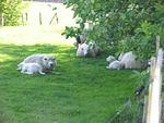 Abendrot (Haushälfte) - Top-Hundeurlaub