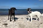 Meeresbrise - Top-Hundeurlaub