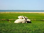 Amrum - Top-Hundeurlaub