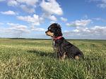 Amrum - Top-Hundeurlaub