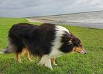 Amrum - Top-Hundeurlaub