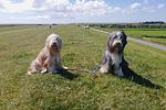 Amrum - Top-Hundeurlaub