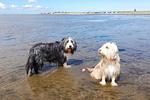 Amrum - Top-Hundeurlaub
