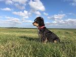 Unter Reet I (Haushälfte) - Top-Hundeurlaub