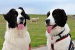 Unter Reet I (Haushälfte) - Top-Hundeurlaub