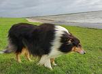 Unter Reet I (Haushälfte) - Top-Hundeurlaub