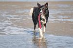Landhaus vor Sylt - Top-Hundeurlaub