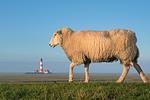 Landhaus vor Sylt - Top-Hundeurlaub