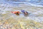 Meeresrauschen - Top-Hundeurlaub