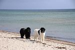 Meeresrauschen - Top-Hundeurlaub