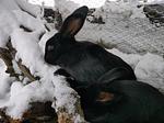 Mountainfarm Innertrein - Top-Hundeurlaub