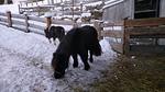 Mountainfarm Innertrein - Top-Hundeurlaub
