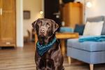 Dekoratives Detail - Harzbock - Top-Hundeurlaub