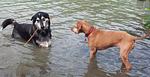 Riverresort Donauschlinge - Top-Hundeurlaub