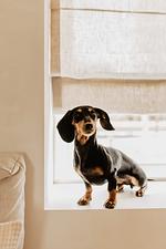 Huisje Nummer Tien - Top-Hundeurlaub