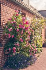 Blumen - Haus Sonnenblume - Top-Hundeurlaub