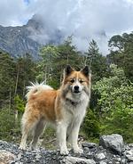 AllgäuVilla *****  Scheidegg 
☀️Die Sonnenterrasse über dem Bodensee☀️ - Top-Hundeurlaub
