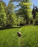 AllgäuVilla *****  Scheidegg 
☀️Die Sonnenterrasse über dem Bodensee☀️ - Top-Hundeurlaub