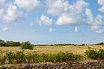 Gartenblick - Möwe - Top-Hundeurlaub