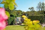 Garten - Bachstelze - Top-Hundeurlaub