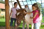 Ponyreiten Schwangau - Ferienwohnung Helga - Top-Hundeurlaub