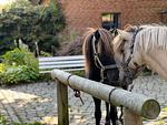 Sport / Aktivitäten - Ferienwohnung Isi-Blick für 4 bis zu Personen - Reiterferien - Top-Hundeurlaub