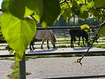 Nachbarschaft - Ferienwohnung Isi-Blick für 4 bis zu Personen - Reiterferien - Top-Hundeurlaub